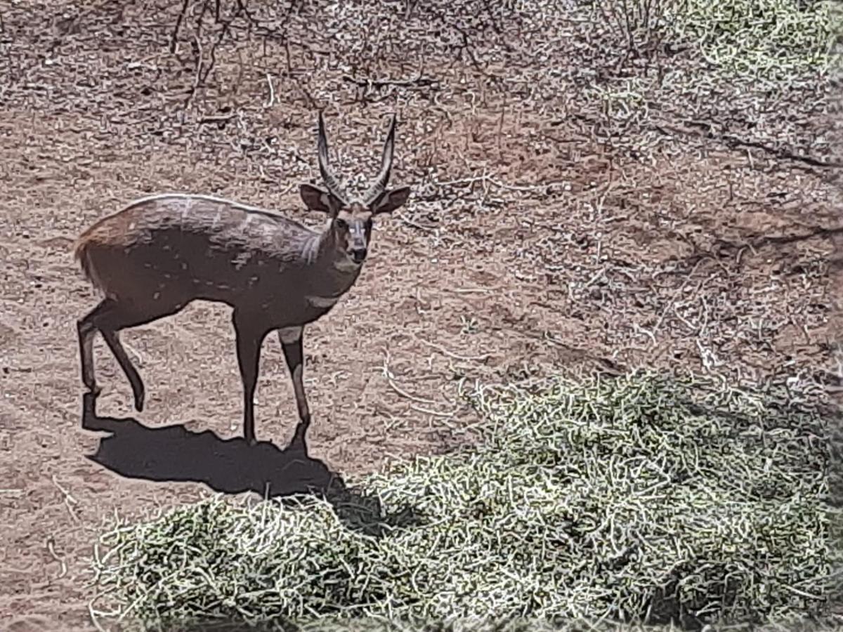 African Bush Escape Marloth Park Exterior photo