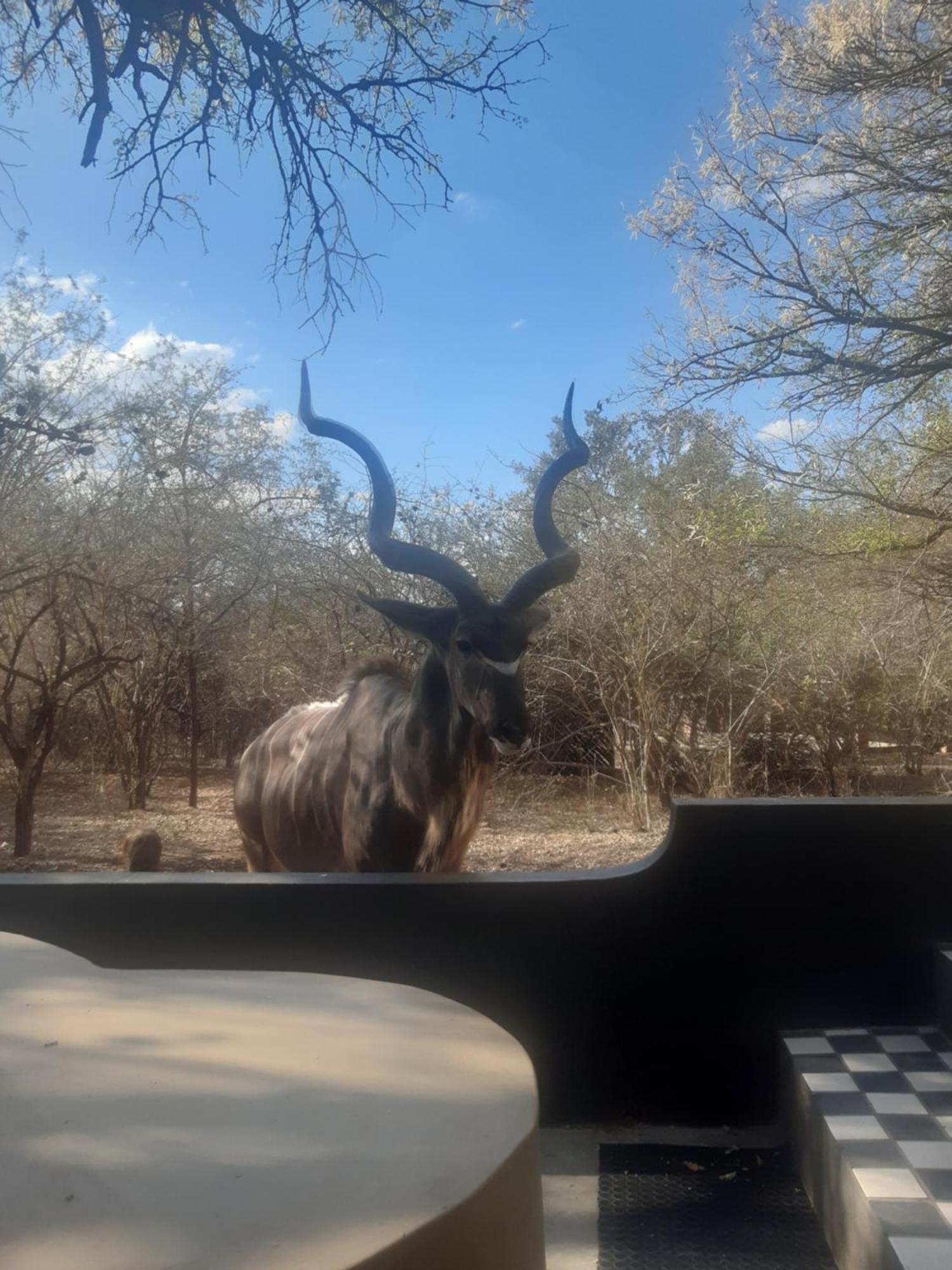 African Bush Escape Marloth Park Exterior photo