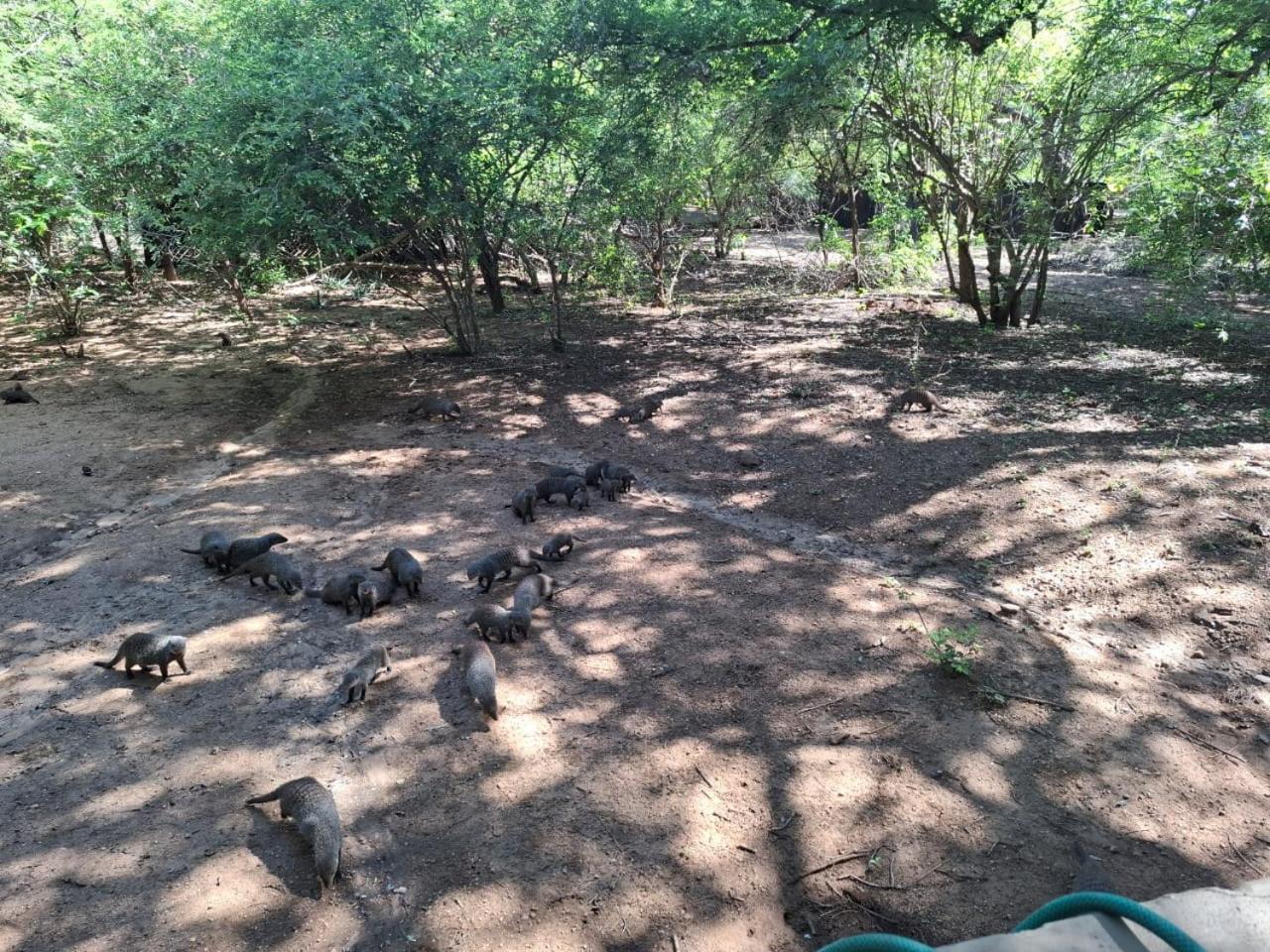 African Bush Escape Marloth Park Exterior photo