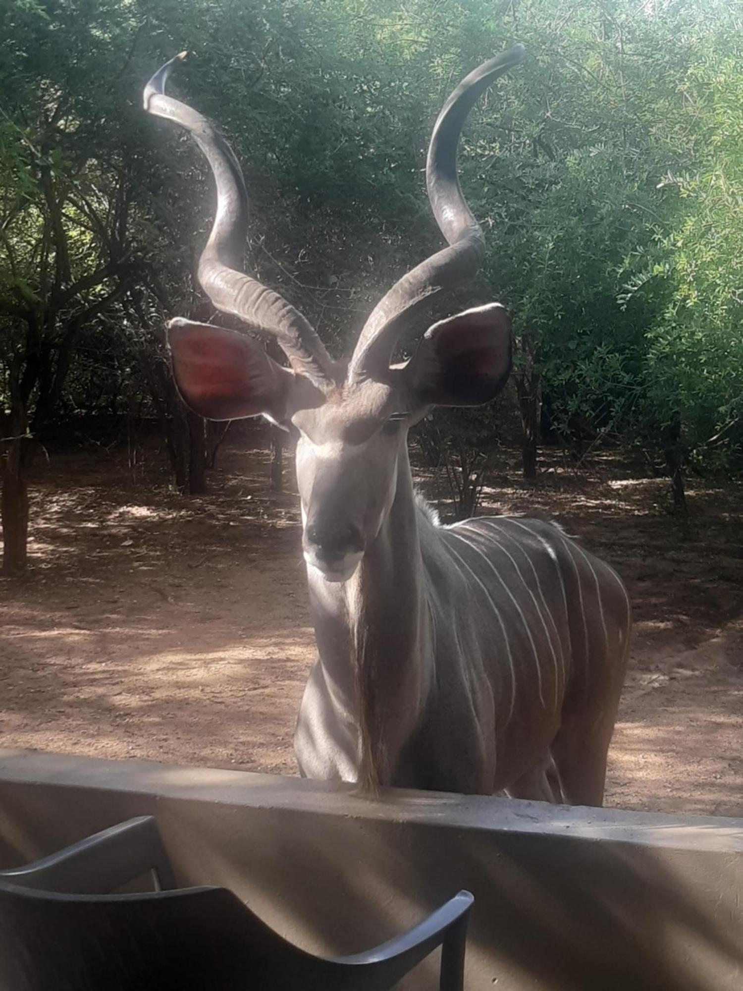 African Bush Escape Marloth Park Exterior photo
