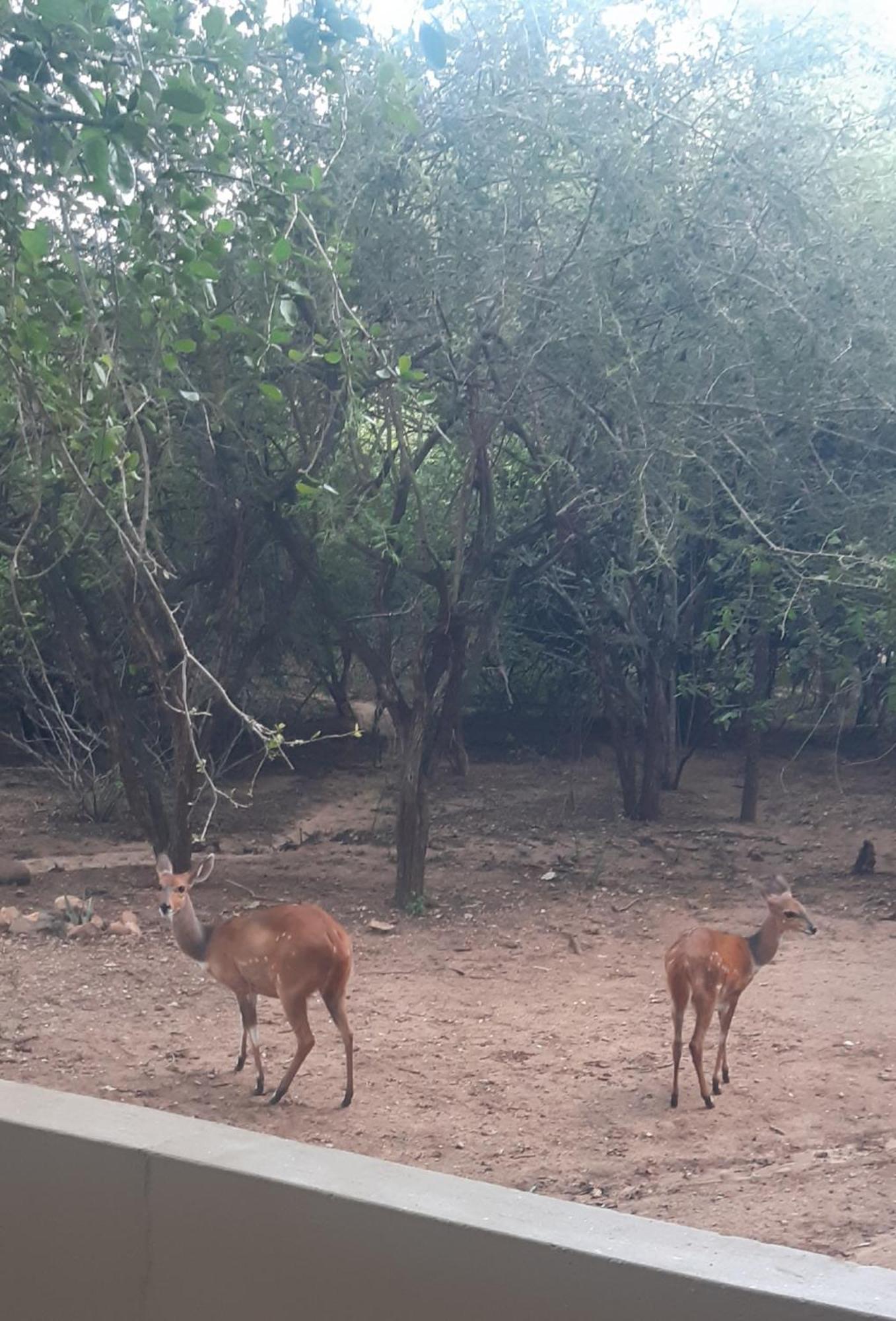 African Bush Escape Marloth Park Exterior photo